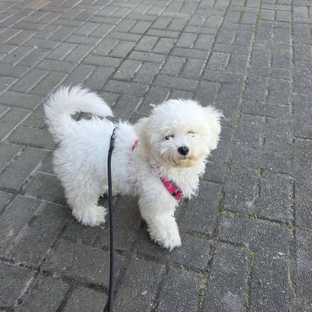 Hundetreffen-Welpentreffen-Profilbild