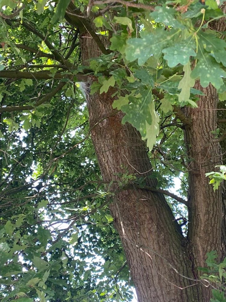 Giftköder-Eichenprozessionsspinner-Profilbild