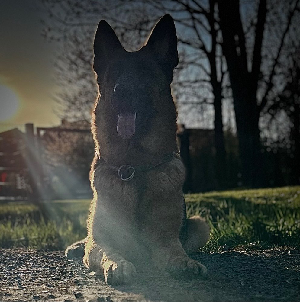 Hundetreffen-Spiel und Spaß-Profilbild