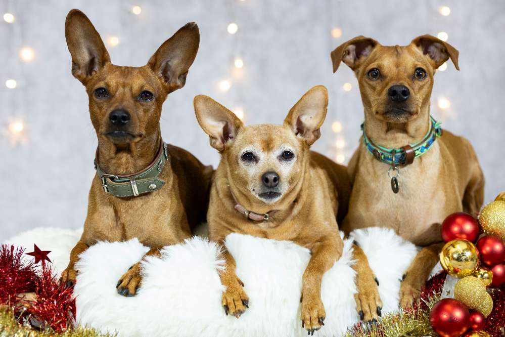 Hundetreffen-Kleinhunde 😉😊-Profilbild