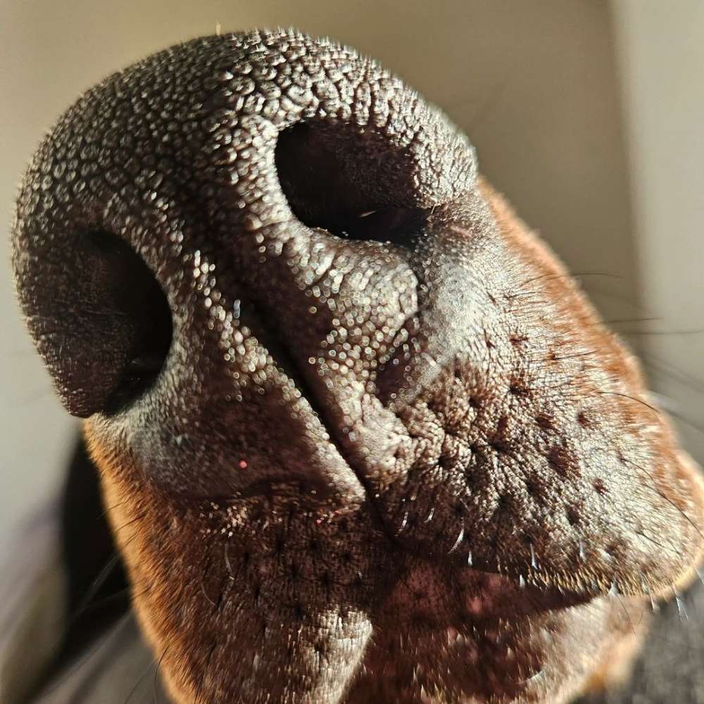 Hundetreffen-Junghund sucht spiel und Lernkumpel-Profilbild