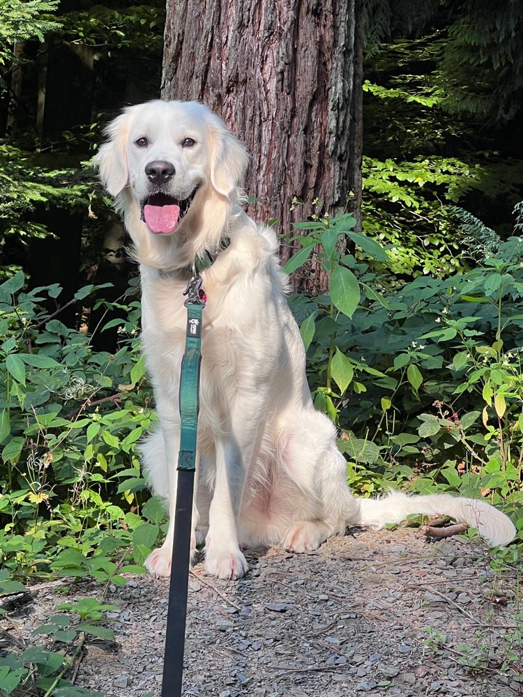 Hundetreffen-Golden Retriever Treffen/Spielen in Wuppertal/Elberfeld-Profilbild