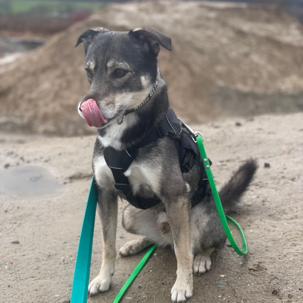 Hundetreffen-Gesucht: souveräner Rüde für Gassirunden-Profilbild