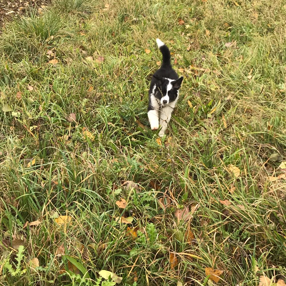 Hundetreffen-Gassi zum spielen-Profilbild