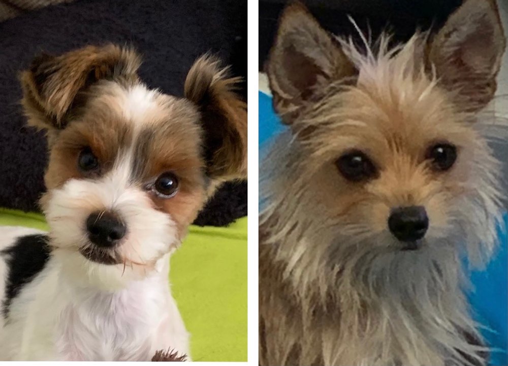 Hundetreffen-Gassi und/oder Spielrunde in und um Mülheim an der Ruhr-Profilbild