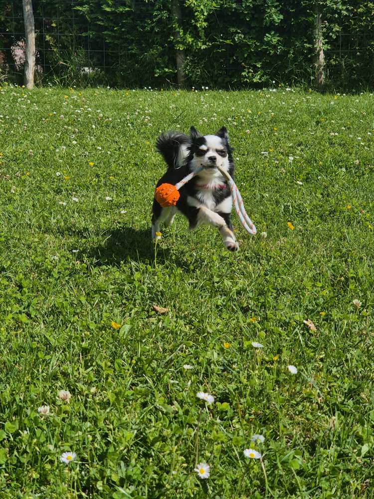 Hundetreffen-Kleine Hunde-Profilbild