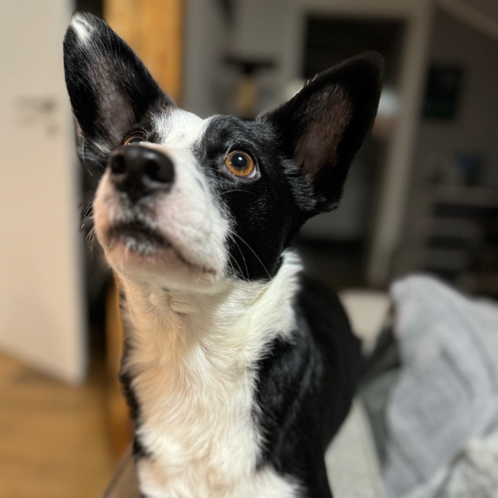 Hundetreffen-Neue Hundefreunde gesucht😊-Profilbild
