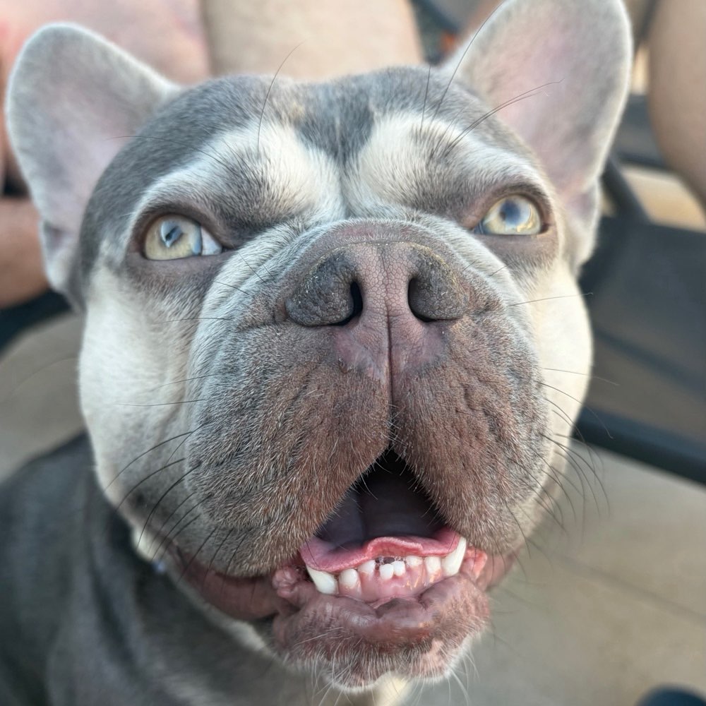 Hundetreffen-🐶 Bruno sucht einen Frenchie-Kumpel! 🐾-Profilbild