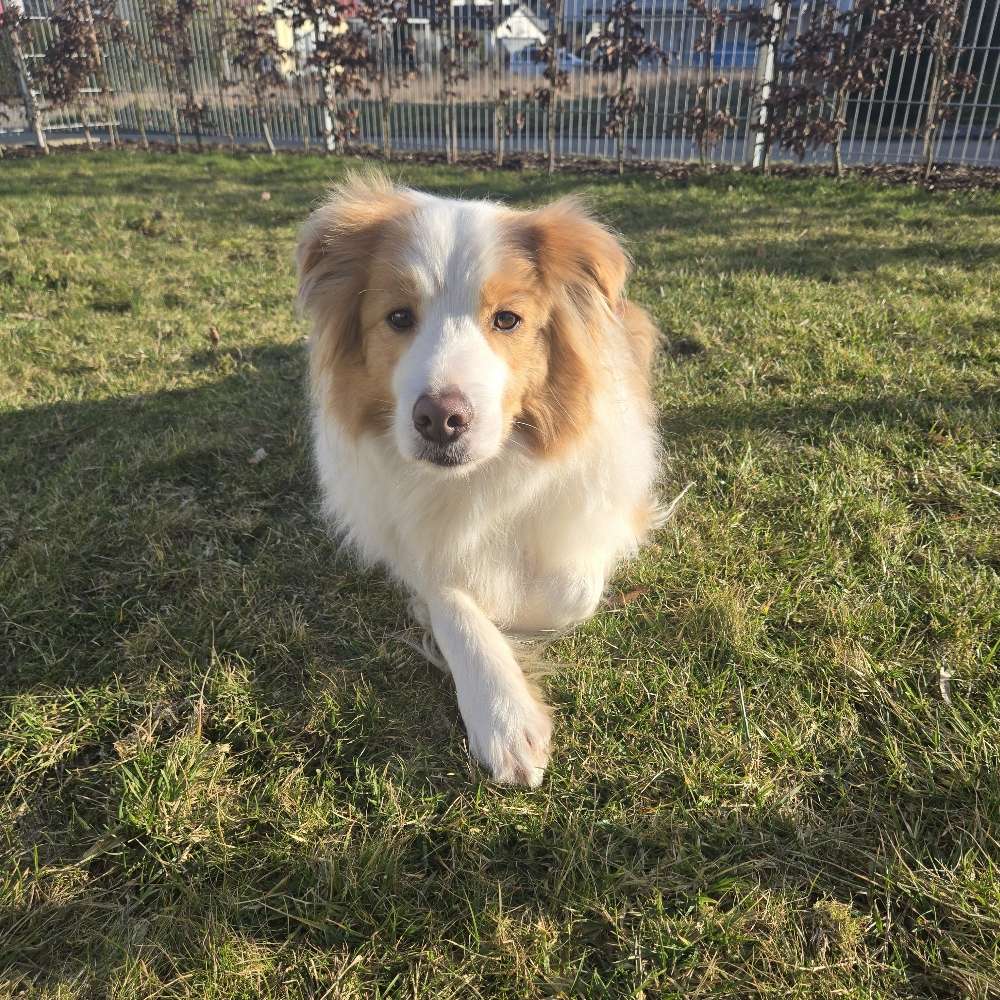 Hundetreffen-Gassirunde Lonetal-Profilbild