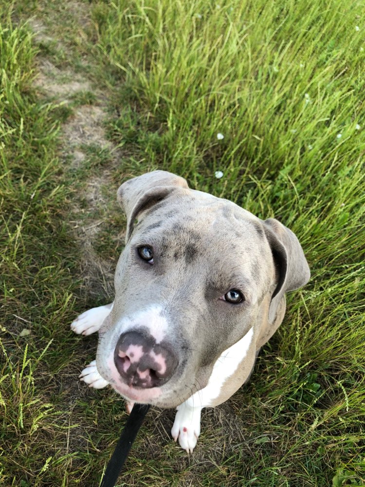 Hundetreffen-Toben und  sozialkontakt-Profilbild