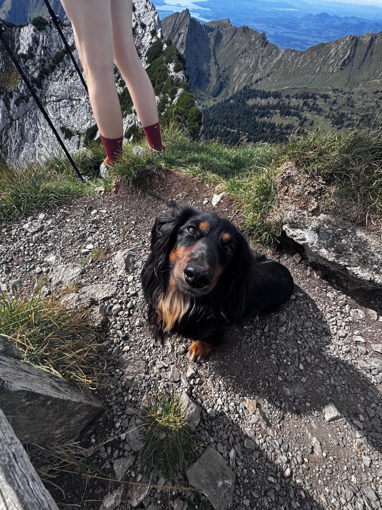 Hundetreffen-Gemeinsame Gassirunden-Profilbild
