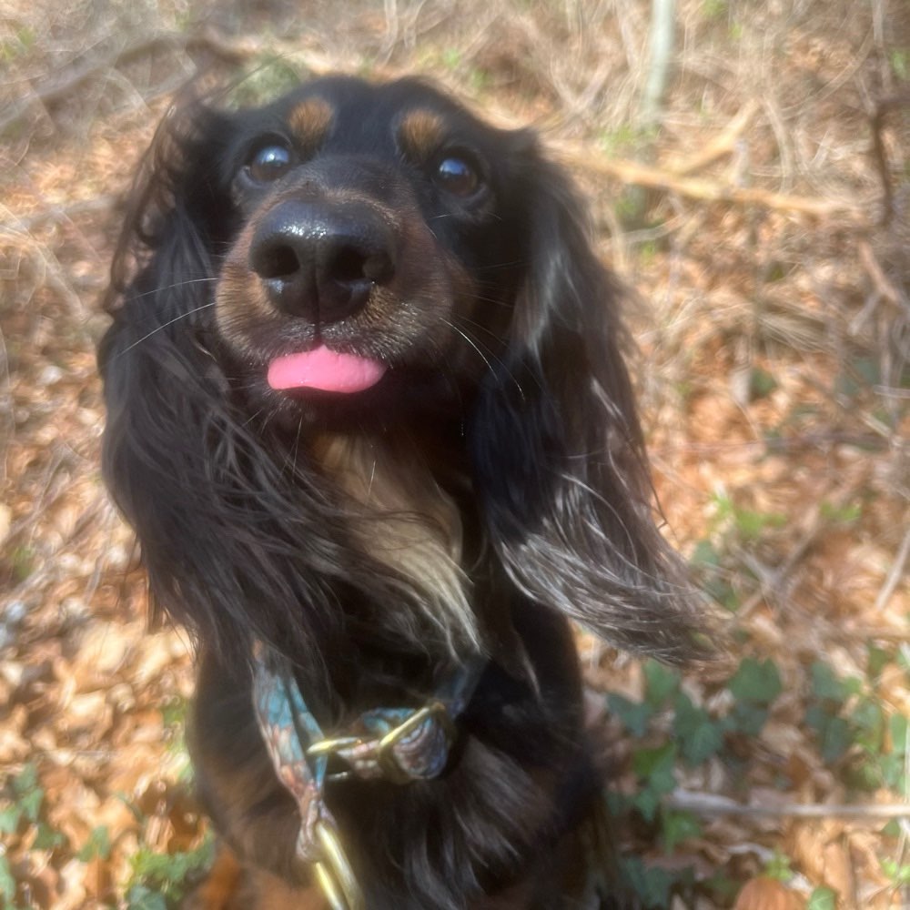 Hundetreffen-Spaziergänge für Anfangs ängstlichen Hund-Profilbild