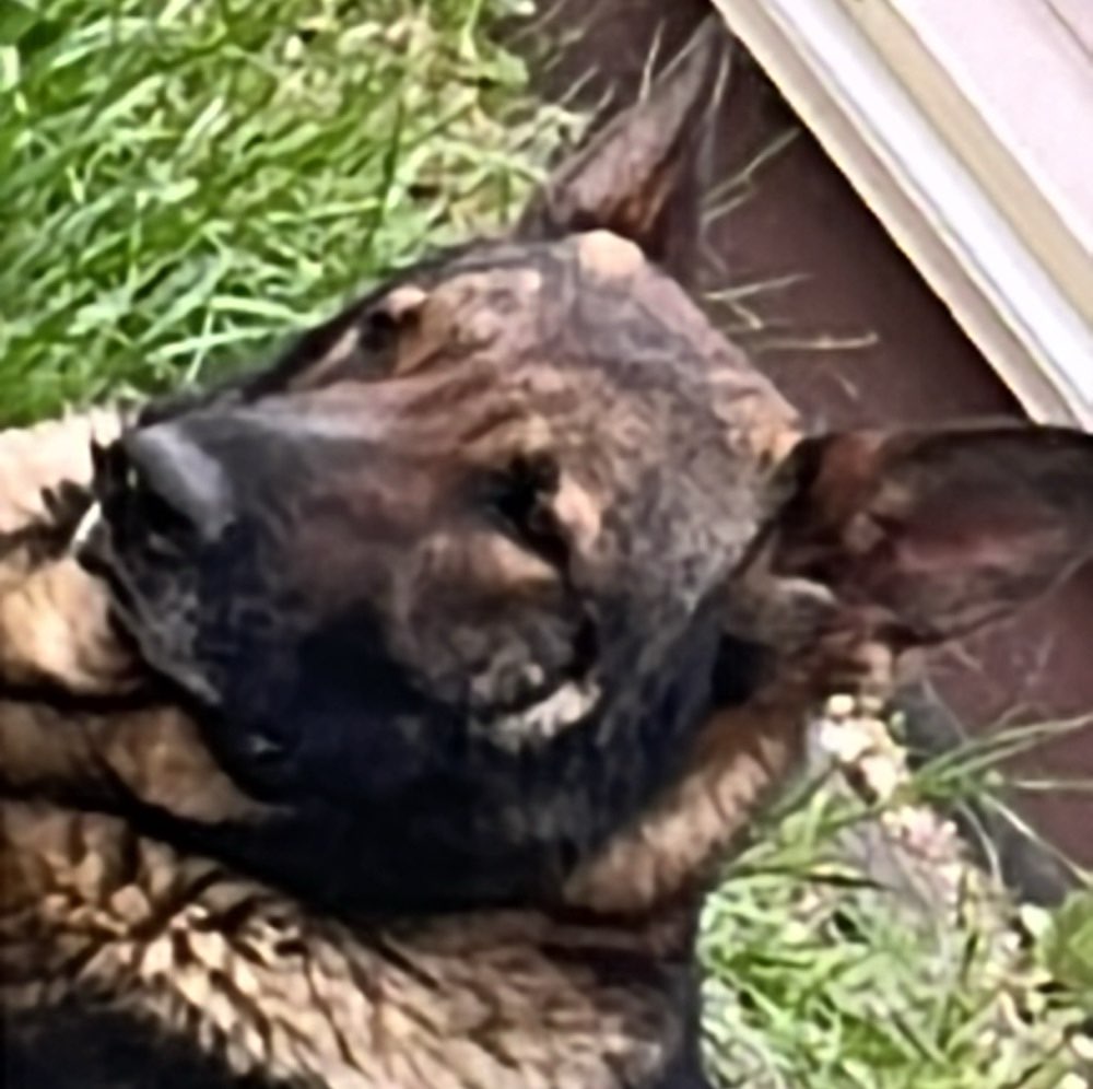 Hundetreffen-Freut sich über jeden-Profilbild