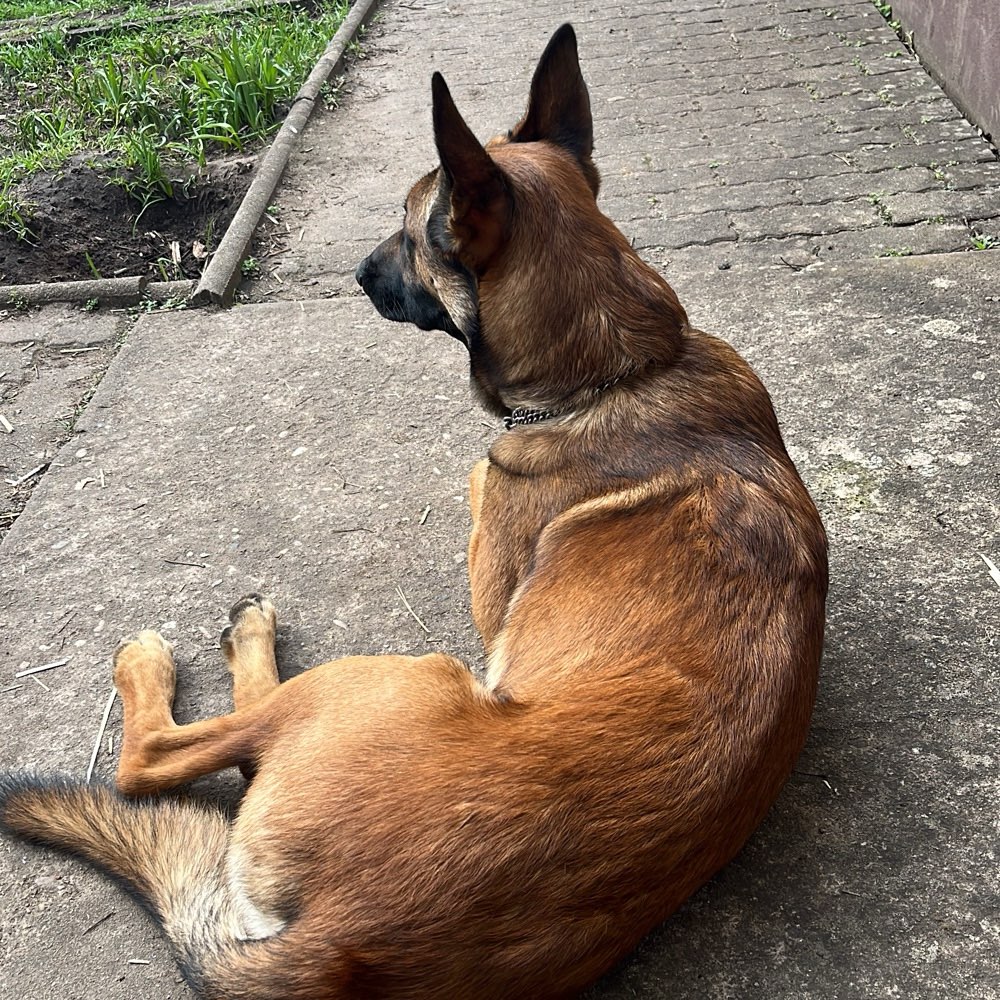 Hundetreffen-Jung Hund sucht Spielgefährten-Profilbild