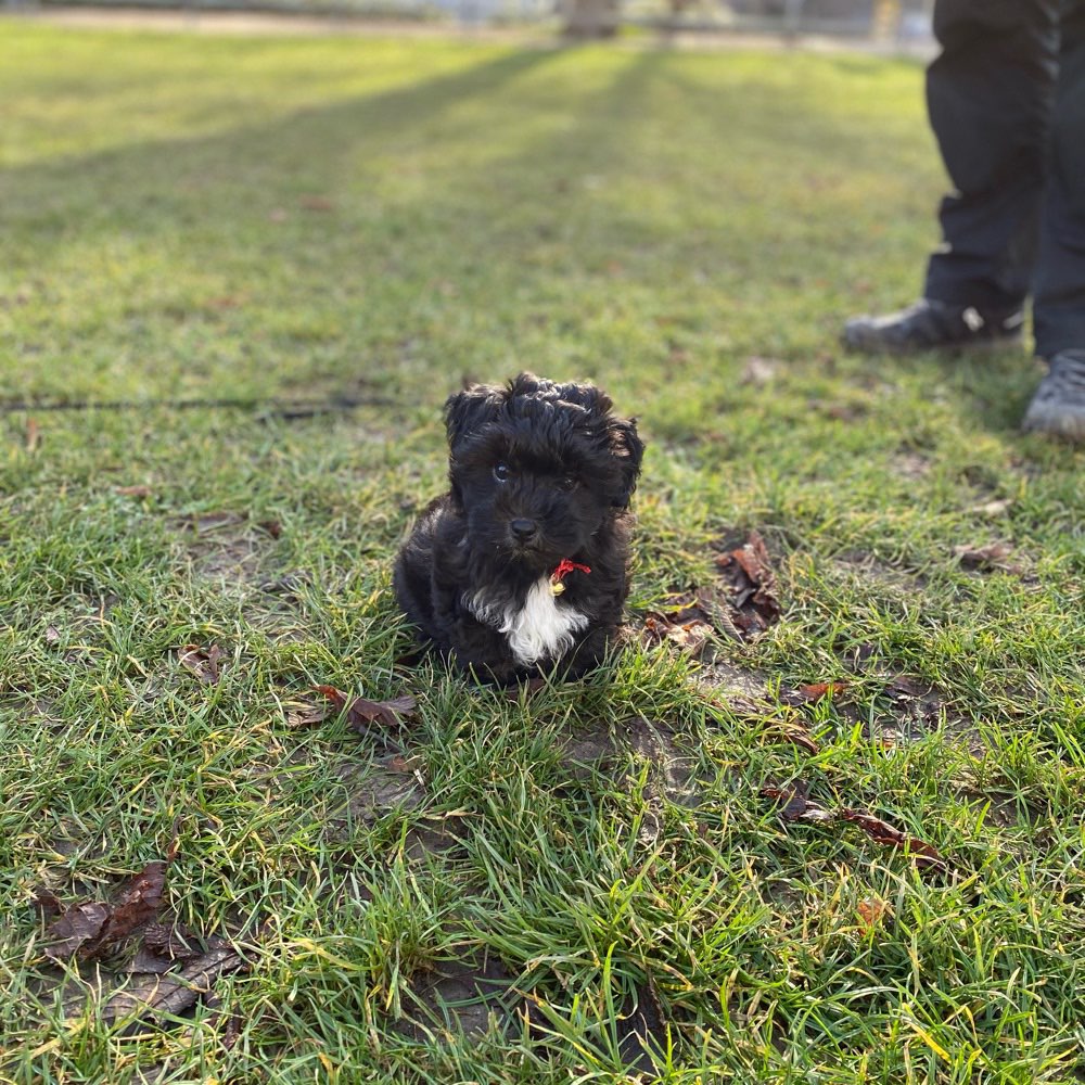 Hundetreffen-Playdate im Schlosspark 🐶🐶-Profilbild