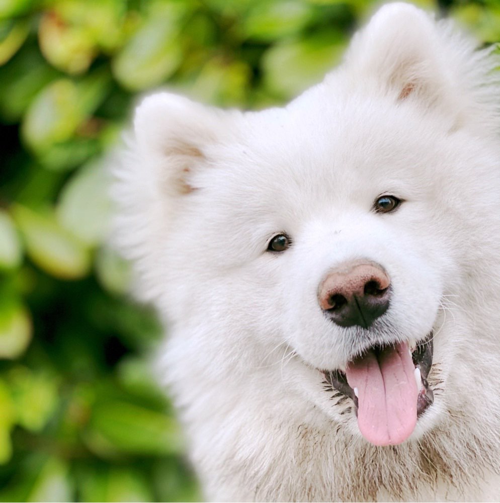 Hundetreffen-Spieldates & gemeinsame Spaziergänge-Profilbild