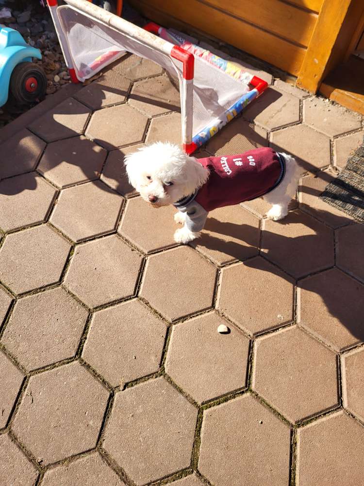 Hundetreffen-Spazieren und spielen-Profilbild