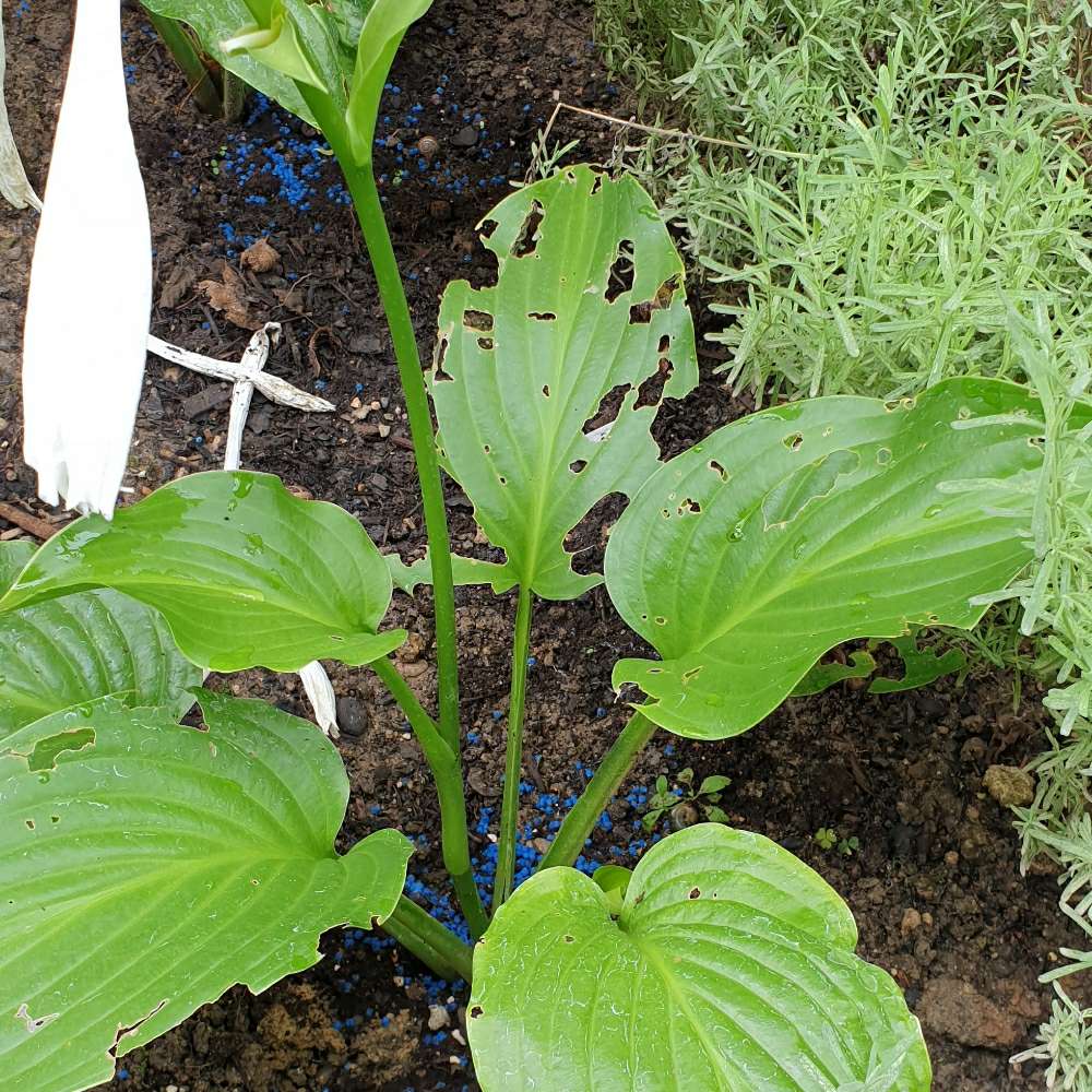 Giftköder-Ausgelegtes Blaukorn-Profilbild