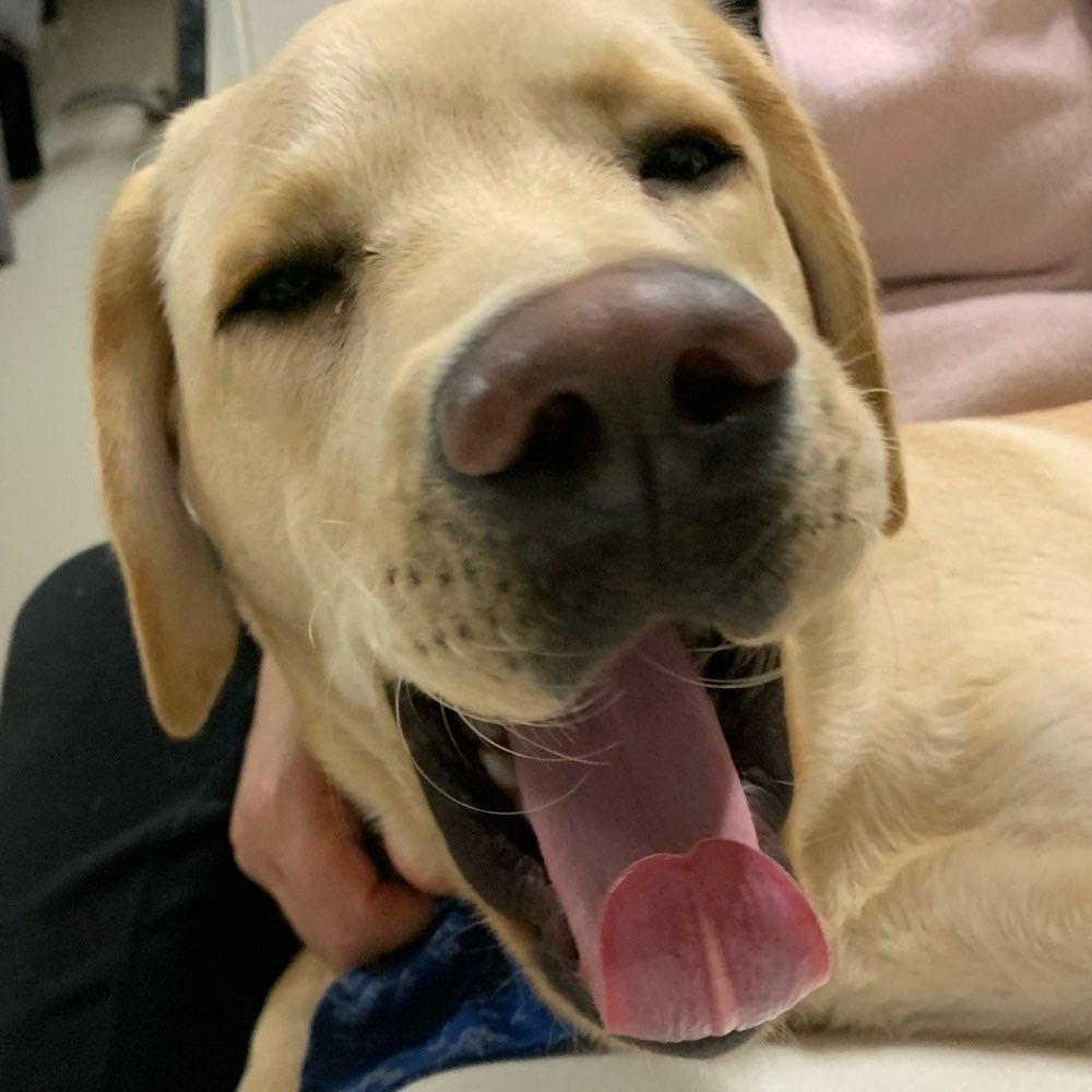 Hundetreffen-Junghundetreffen-Profilbild