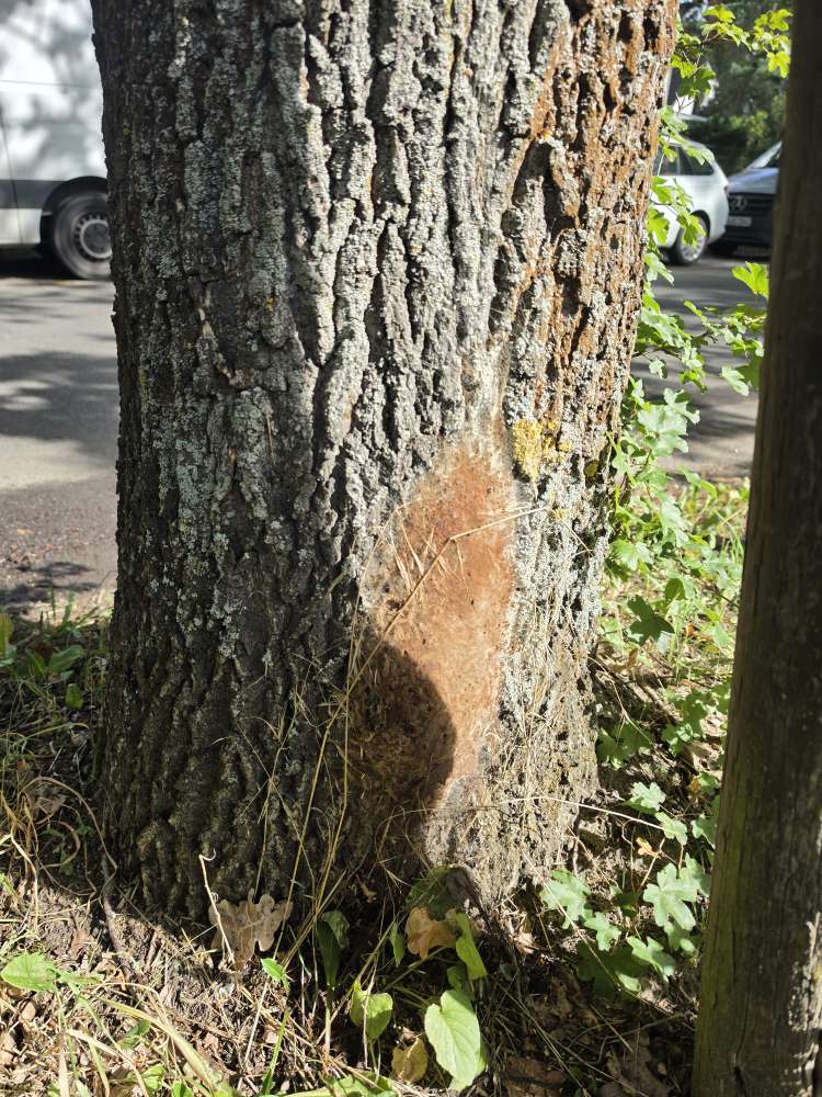 Giftköder-EPS Nest auf Hundehöhe-Profilbild