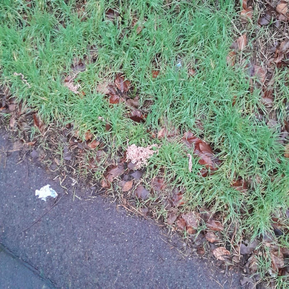 Giftköder-Hackfleischportionen-Profilbild