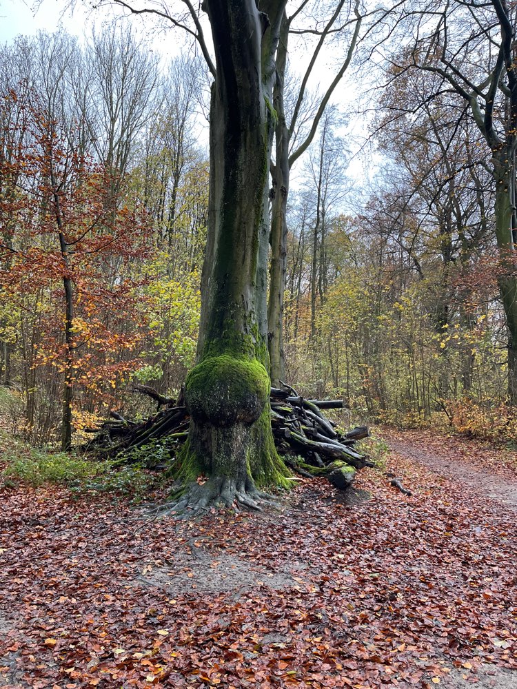 Giftköder-helle+blaue GIFTKÖDER-Profilbild