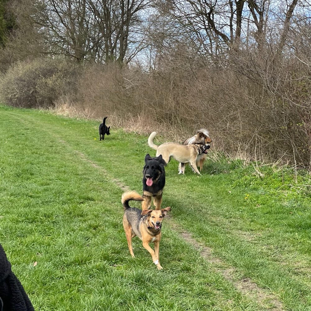 Hundetreffen-Social Walk-Profilbild