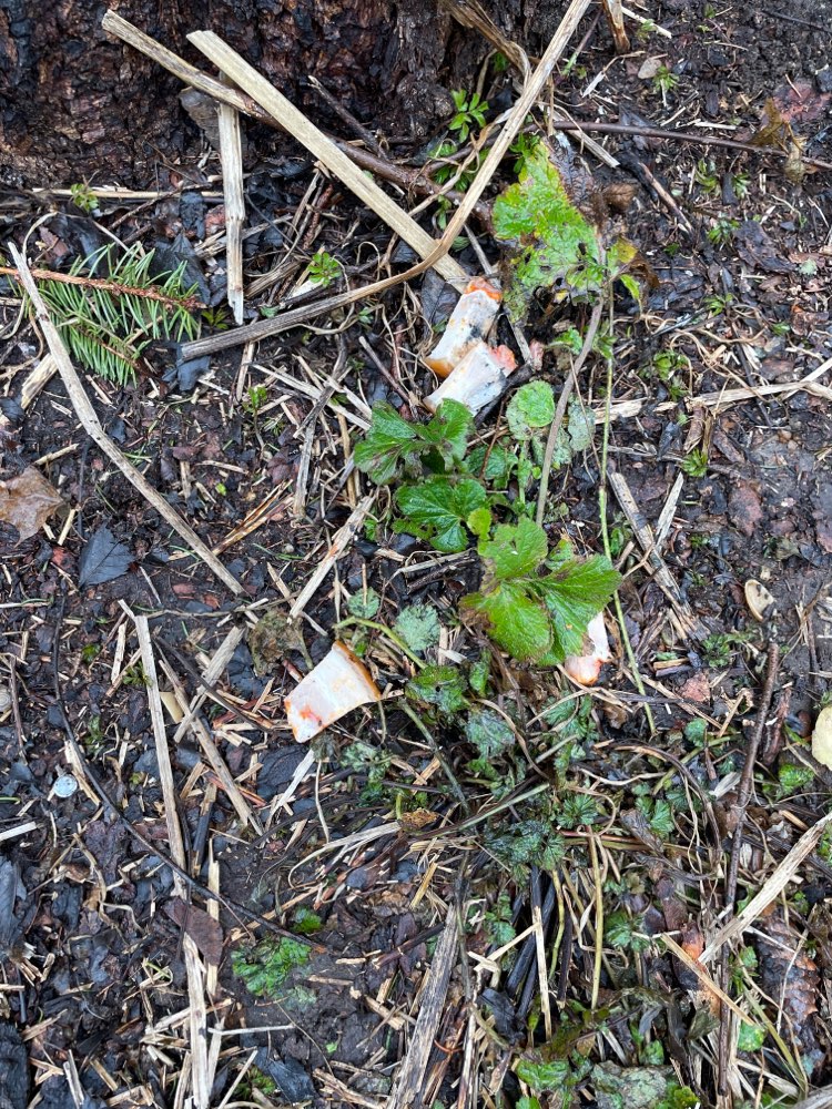 Giftköder-Fleisch Reste am Tänzelfestplatz-Profilbild