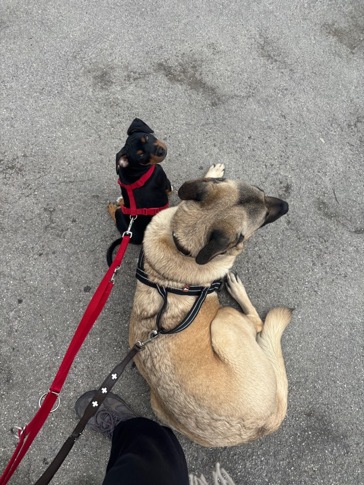 Hundetreffen-Welpentreff-Profilbild