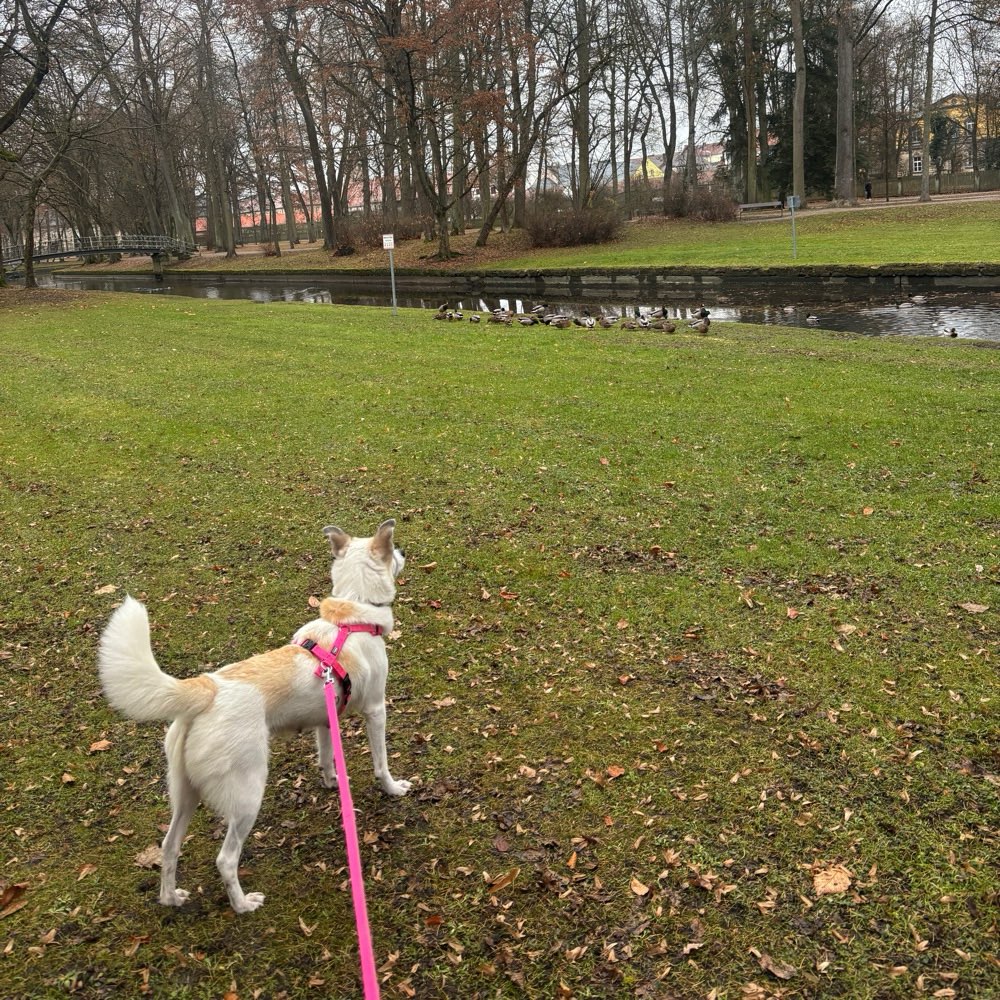 Hundetreffen-Gassirunde im und um den Hofgarten in Bayreuth-Profilbild