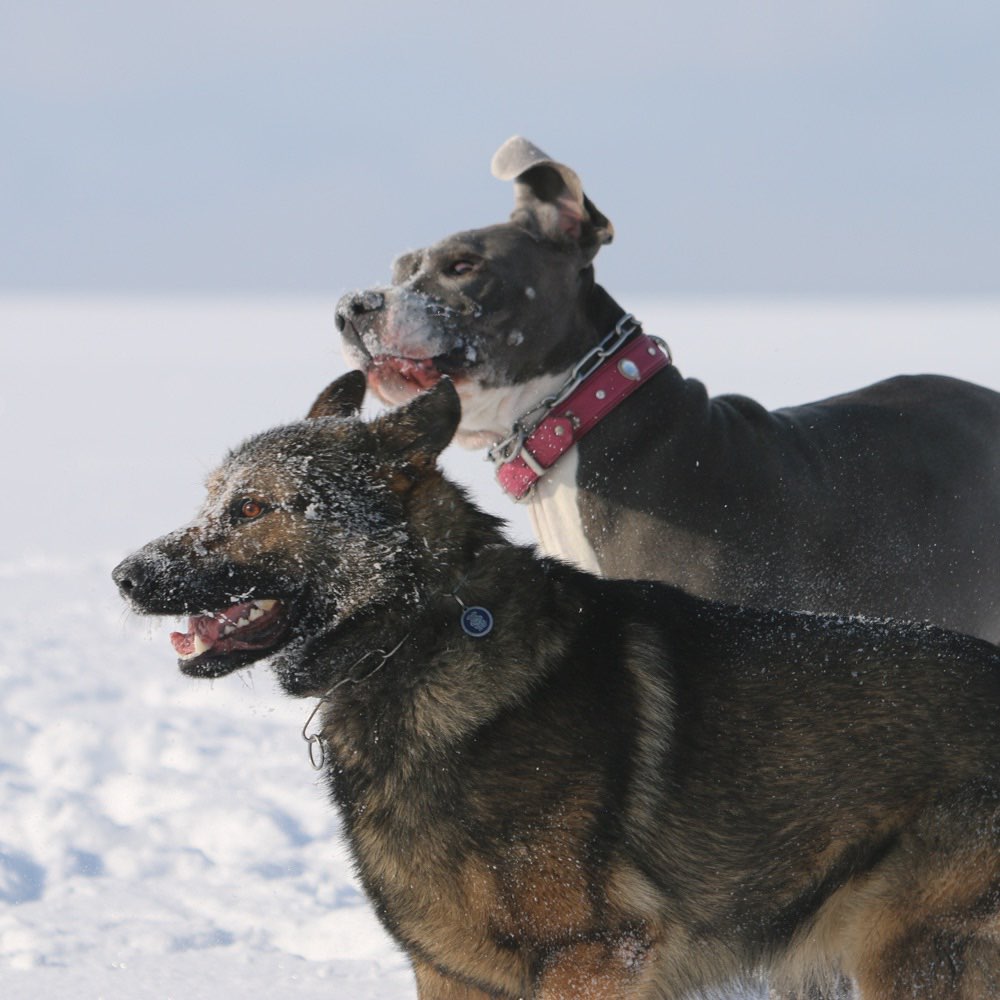 Hundetreffen-Hunderunde-Profilbild