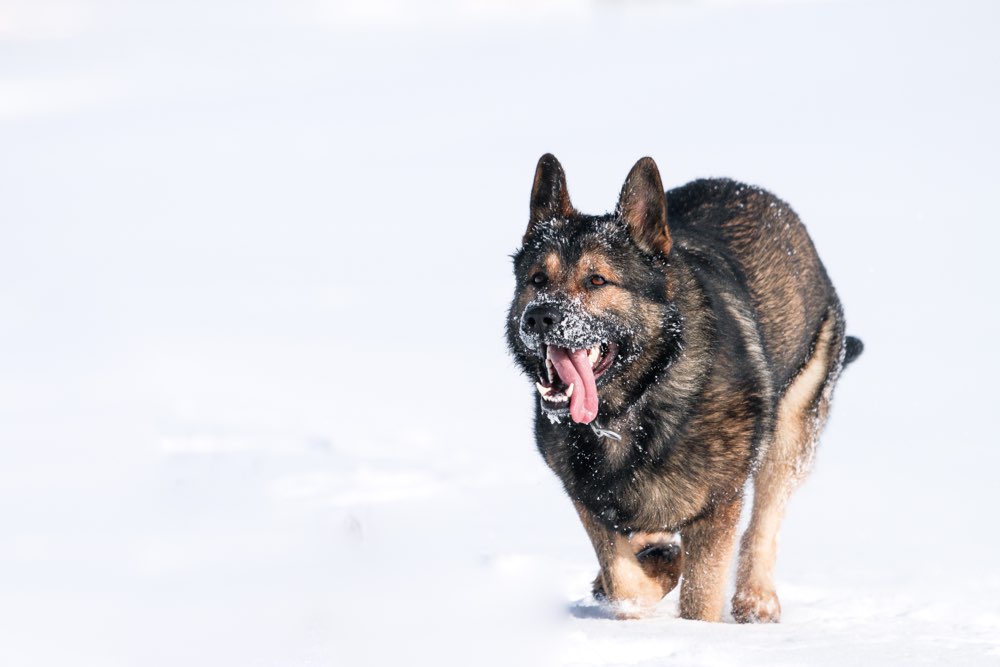 Hundetreffen-Hundefotografie (Thema nach Absprache)-Profilbild