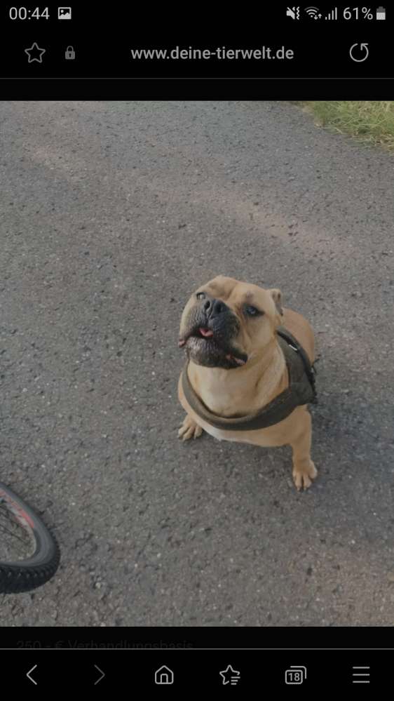 Hundetreffen-Gassi Runde/ Spiel Freude-Profilbild