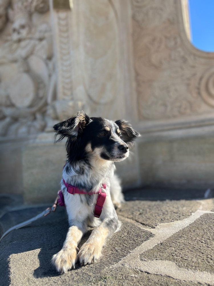 Hundetreffen-Gemeinsames Spazierengehen-Profilbild