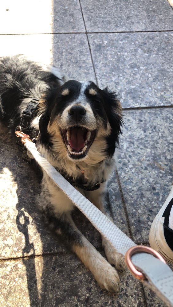 Hundetreffen-Ruhige Gassirunde am Wochenende-Profilbild