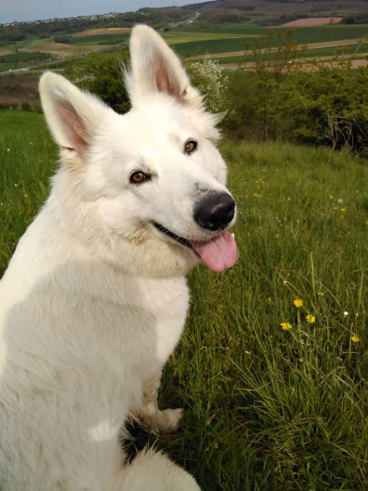 Hundetreffen-Gassi-und Spielrunde-Profilbild