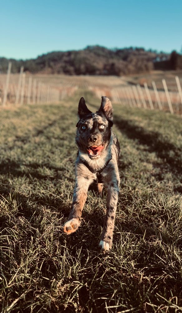 Hundetreffen-Spielpartner-Profilbild