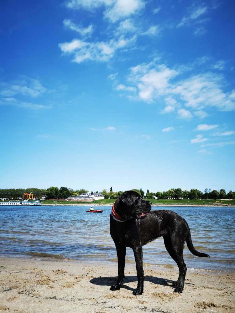 Hundetreffen-Spielrunde Rhein, große Hunde-Profilbild