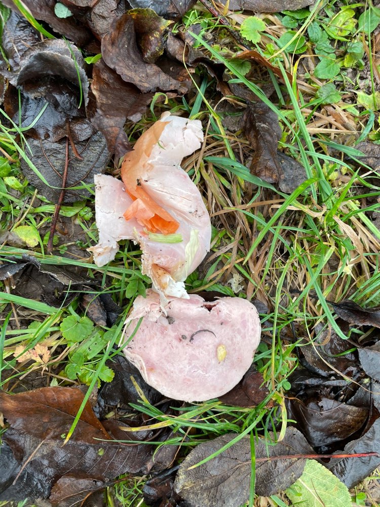 Giftköder-Giftköder-Profilbild