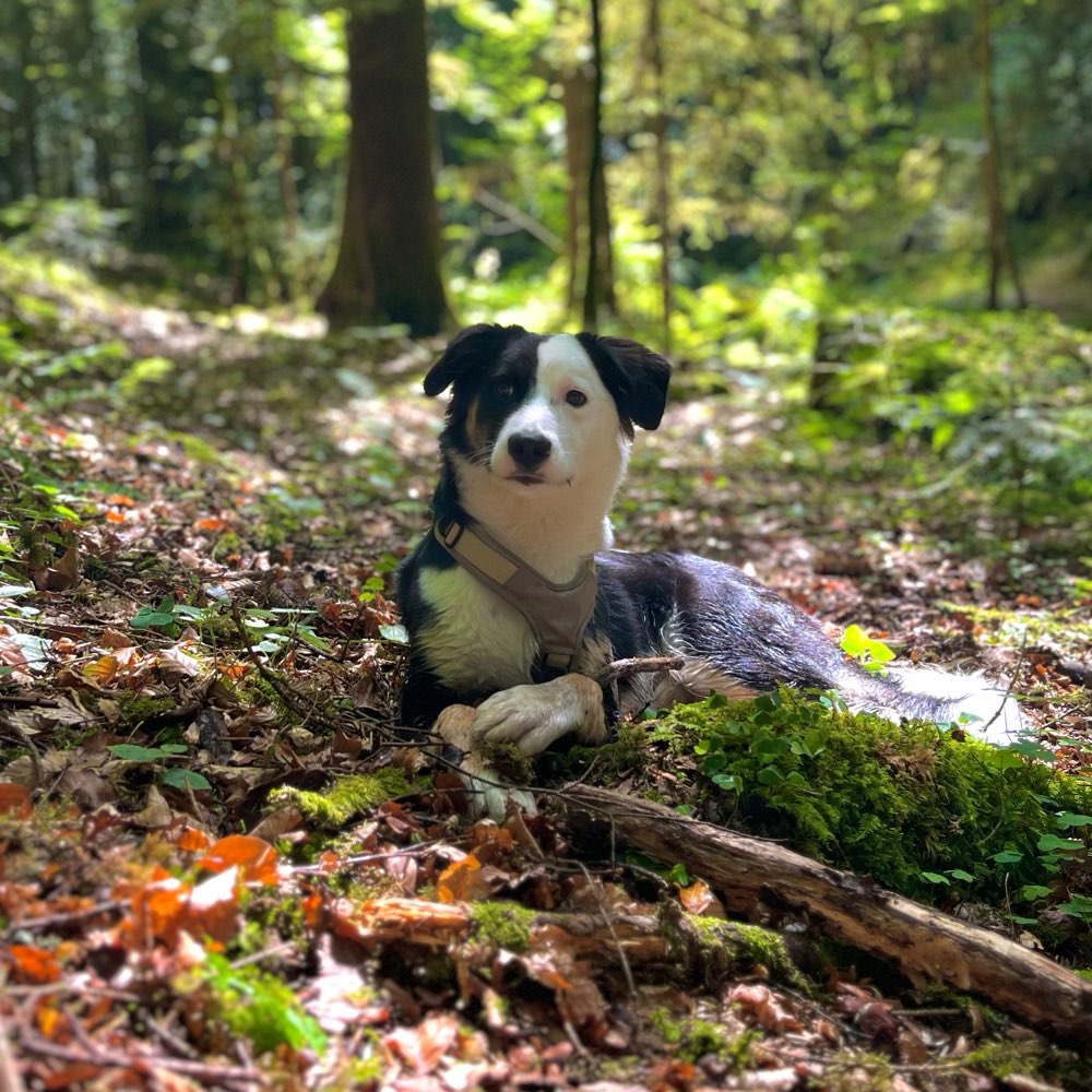 Hundetreffen-Gassirunde mit Training und Spiel 🫶🏼-Profilbild
