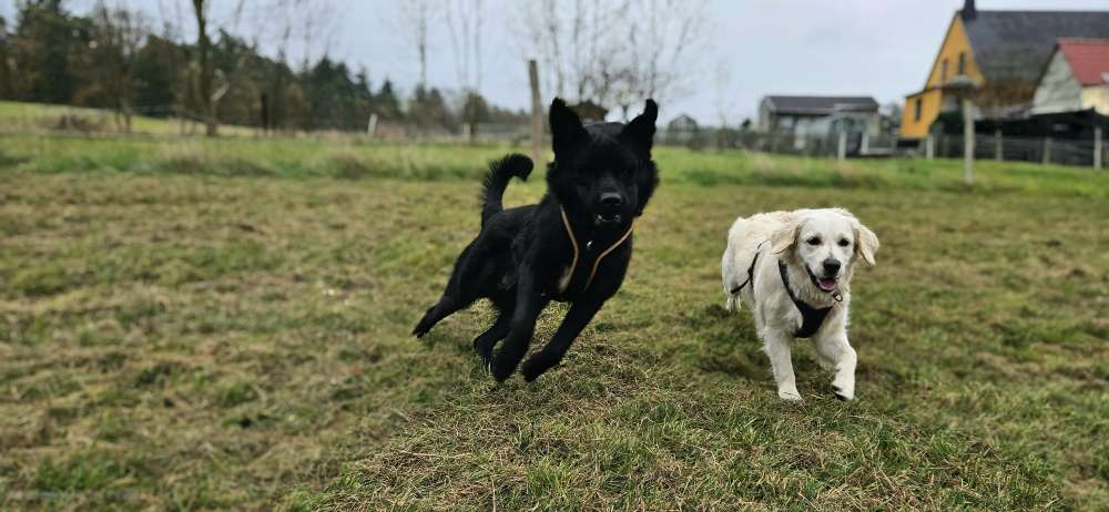 Hundetreffen-Neue Freundschaften durch Gassi- und Spielrunden-Profilbild
