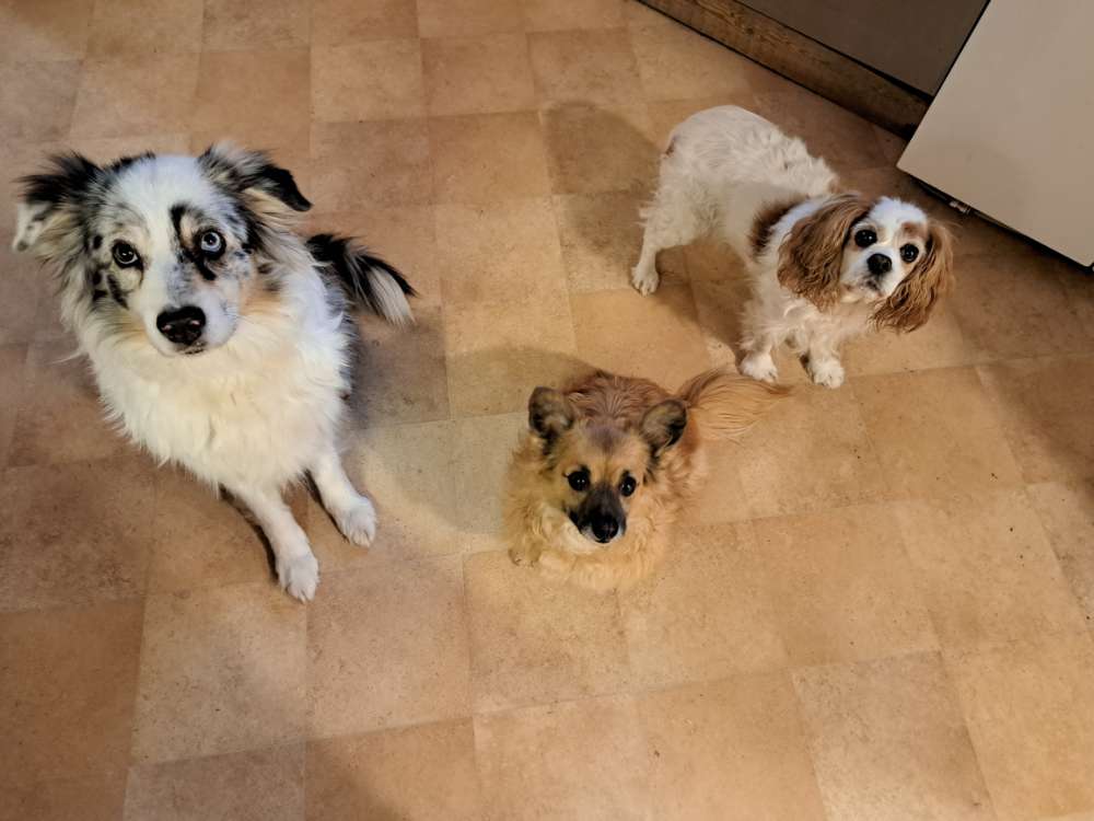 Hundetreffen-Gemeinsame Gassirunden-Profilbild