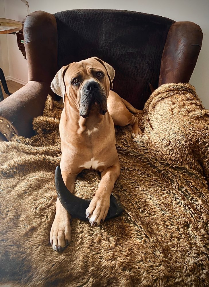 Hundetreffen-Spielen & toben-Profilbild