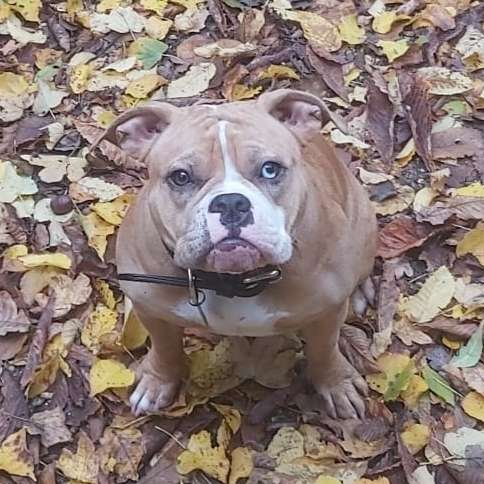 Hundetreffen-Spielgefährten-Profilbild