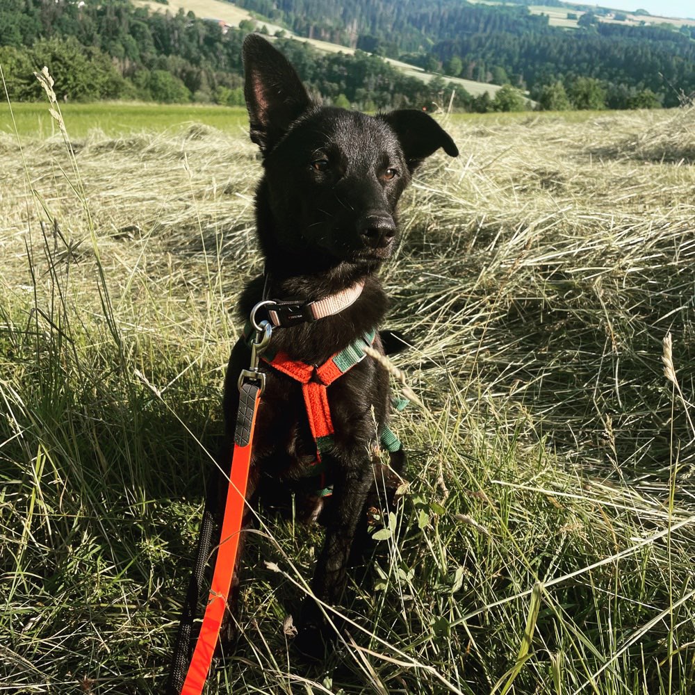 Hundetreffen-Gemeinsam Laufen / Sozial Walk/ eventuell Spielen-Profilbild