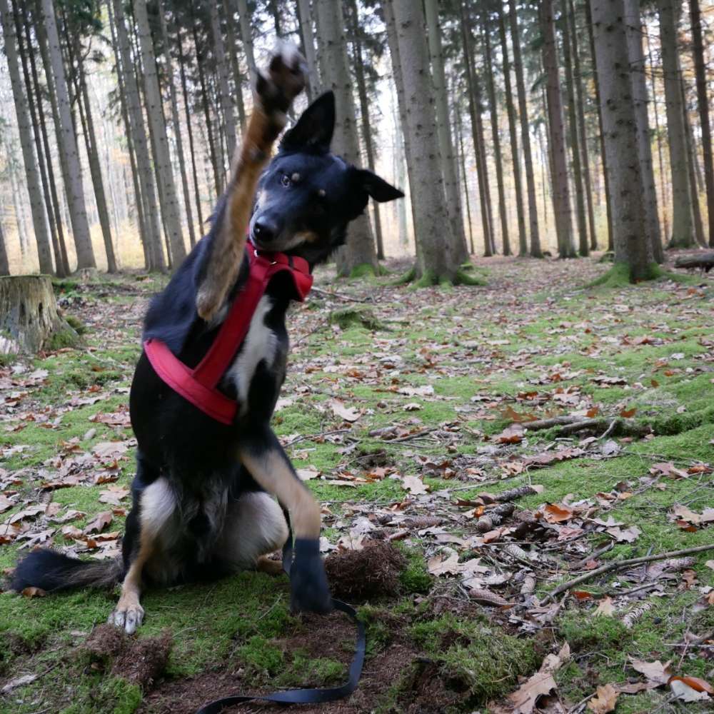 Hundetreffen-Canicross-Treffen-Profilbild