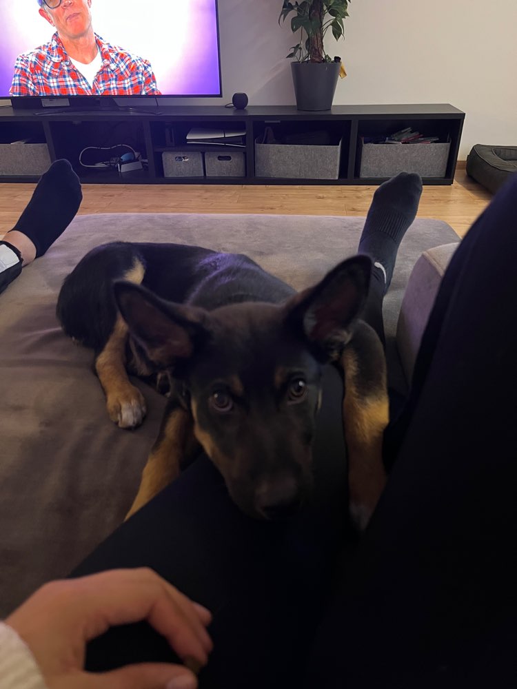 Hundetreffen-Hundetreffen im Park Stallbaumstr.-Profilbild