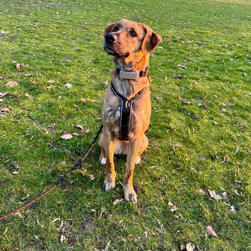 Hundetreffen-Trainingspartner gesucht-Profilbild