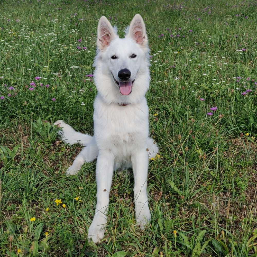 Hundetreffen-Hunde kennenlernen-Profilbild