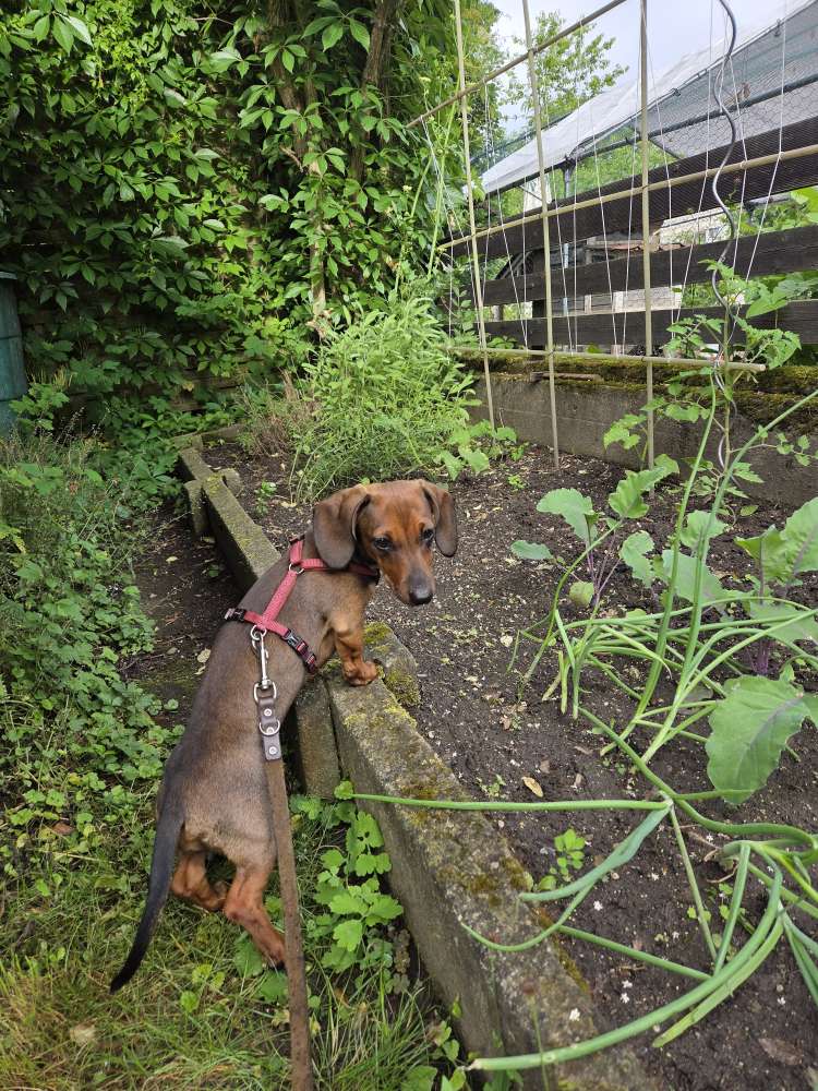 Hundetreffen-Wir suchen einen Spazier- und Spielgefährten-Profilbild